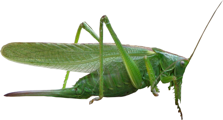 Green Grasshopper Transparent Background PNG