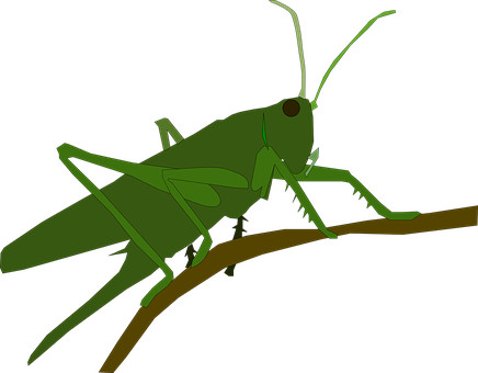 Green Grasshopper Vector Illustration PNG