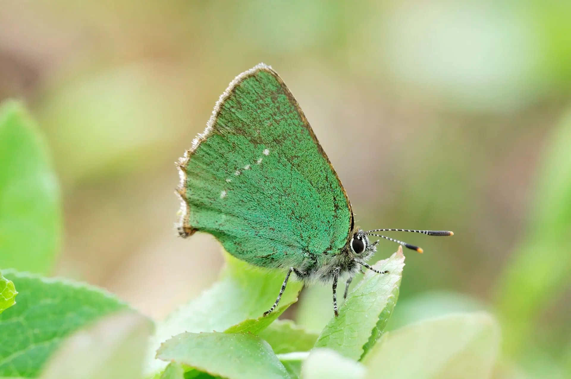 Green_ Hairstreak_ Butterfly_ Perched Wallpaper