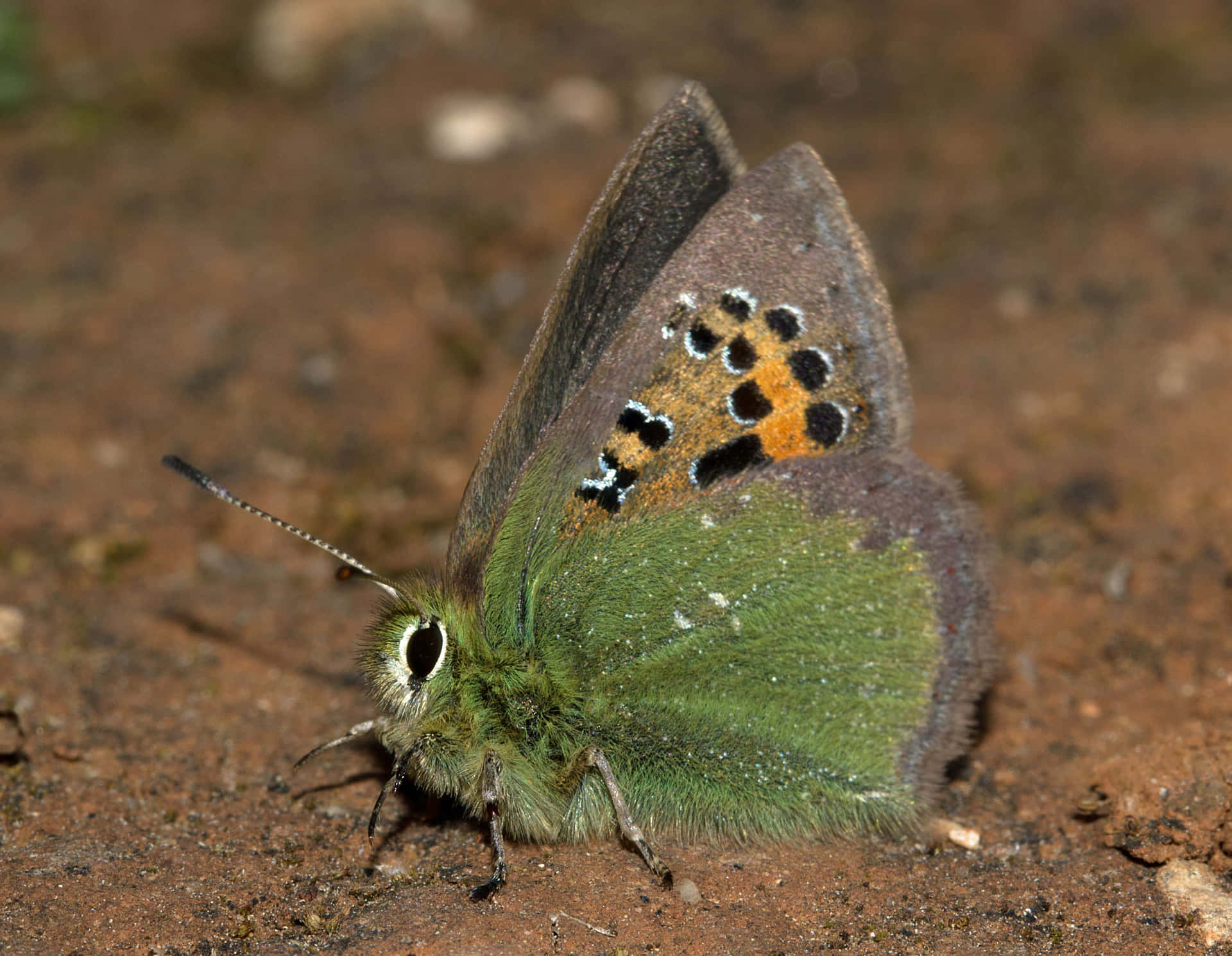 Green Hairstreak Butterflyon Ground Wallpaper