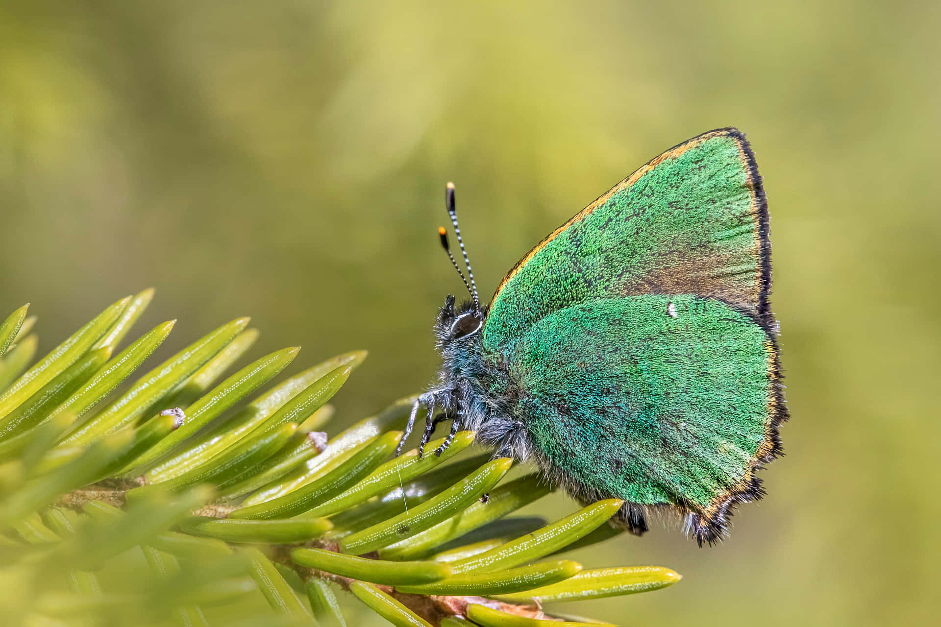 Green Hairstreak Butterflyon Pine Wallpaper