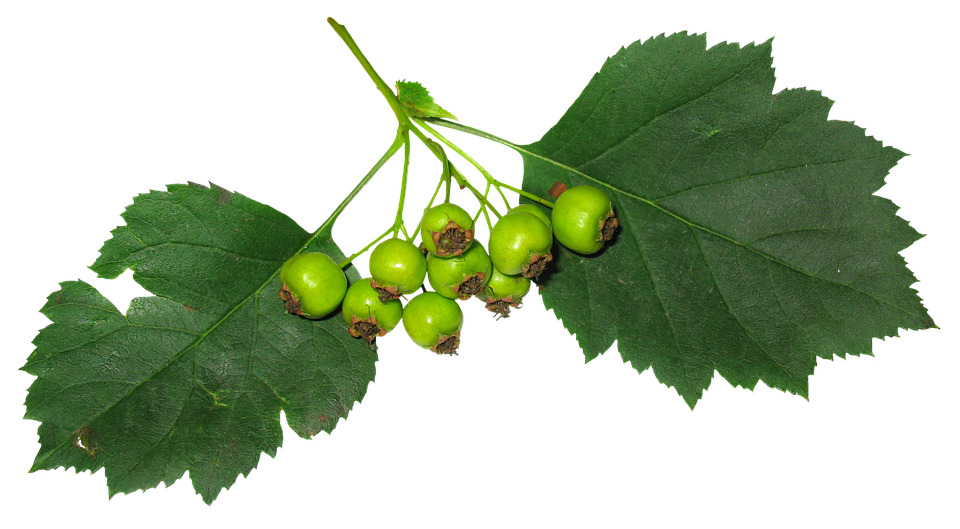 Green Hawthorn Berriesand Leaves PNG