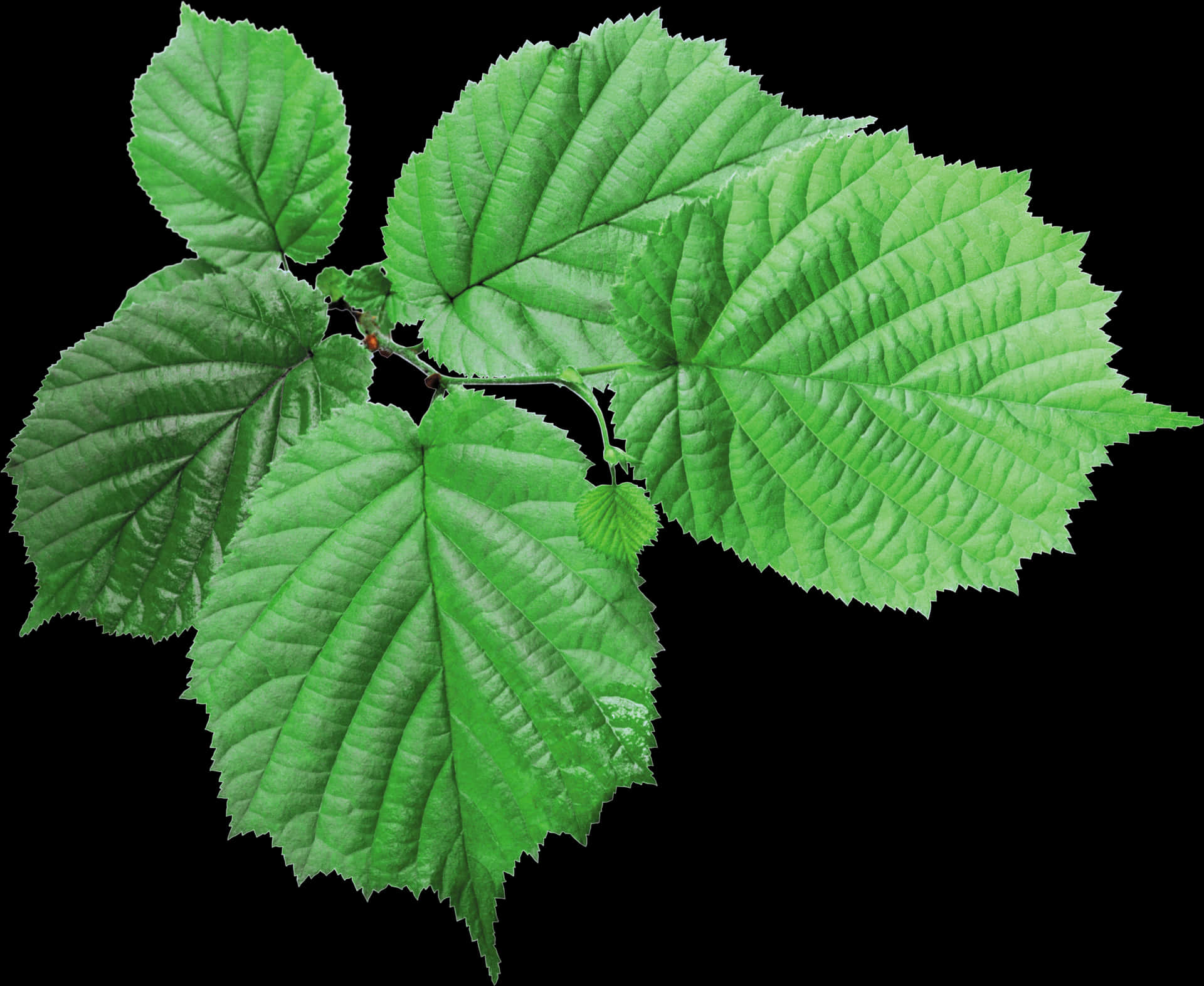 Green Hazel Leaves Transparent Background PNG