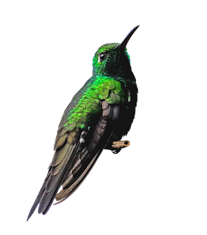Green Hummingbird Black Background PNG