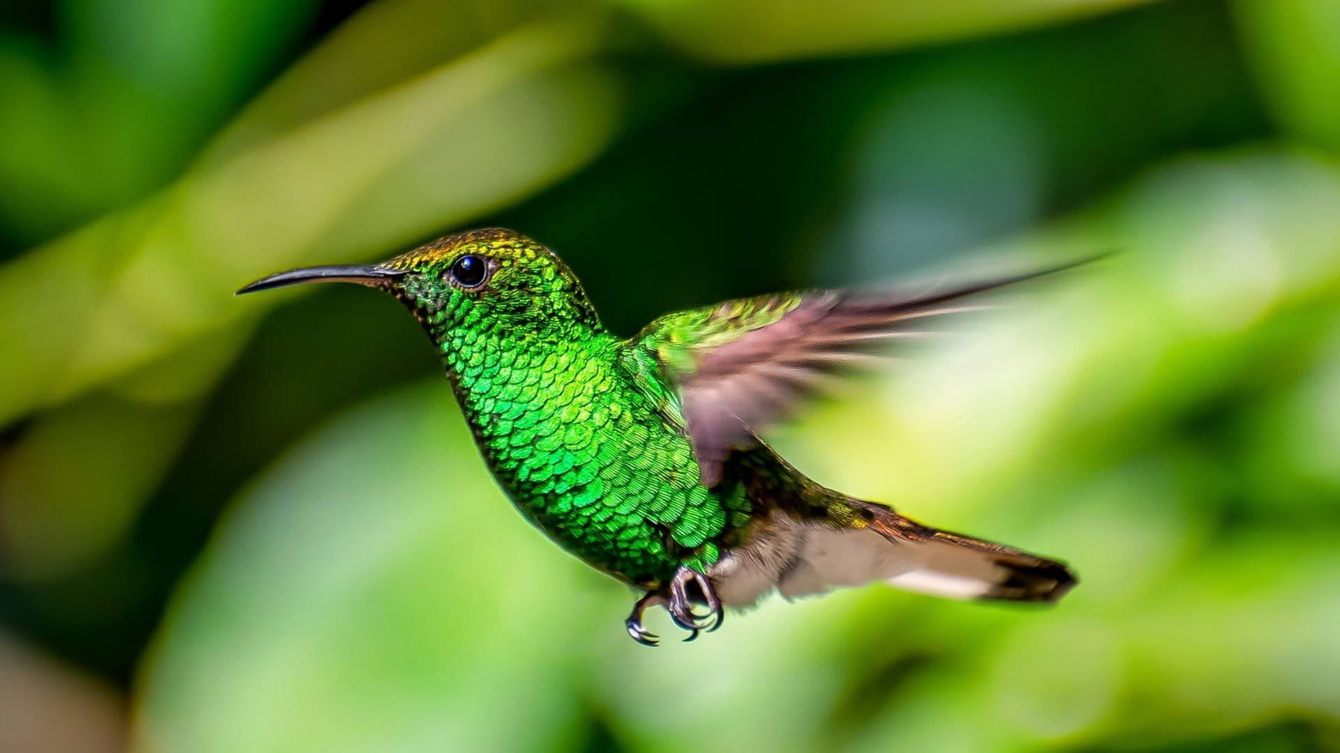 Grøn Hummingbird Focus Photography Wallpaper
