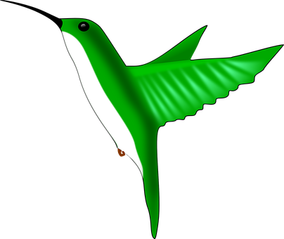 Green Hummingbird Illustration PNG