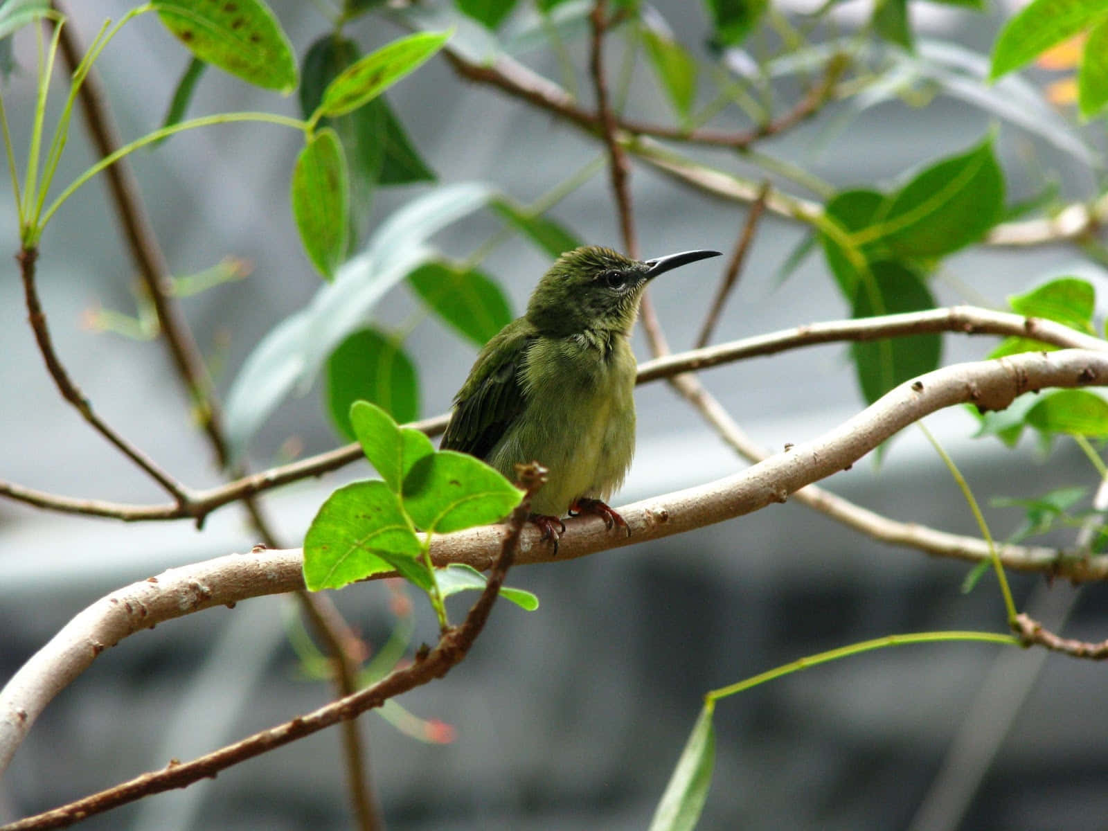 Kolibri Hijau Bertengger Di Dahan Wallpaper