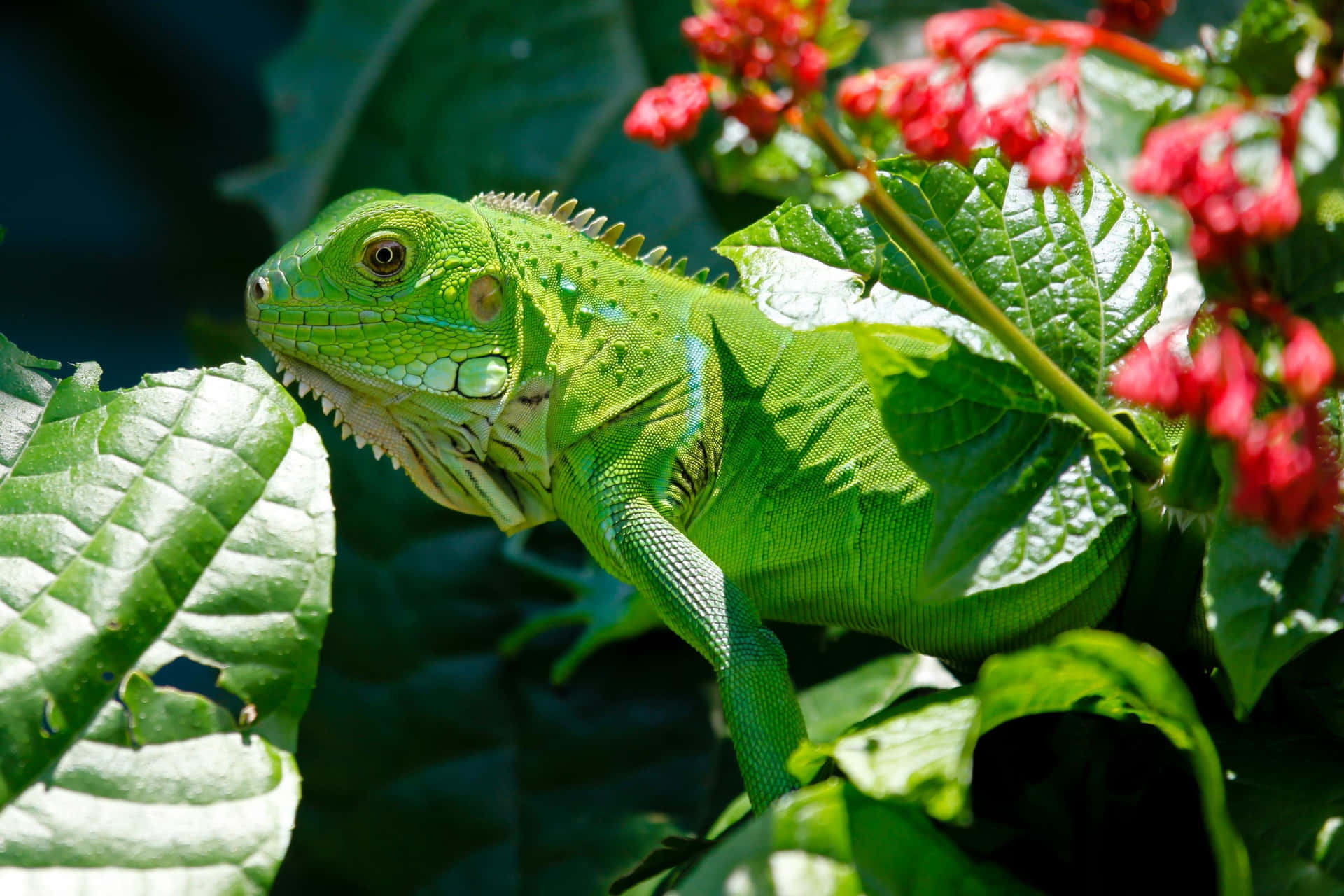 Green Iguana Amongst Leaves Wallpaper