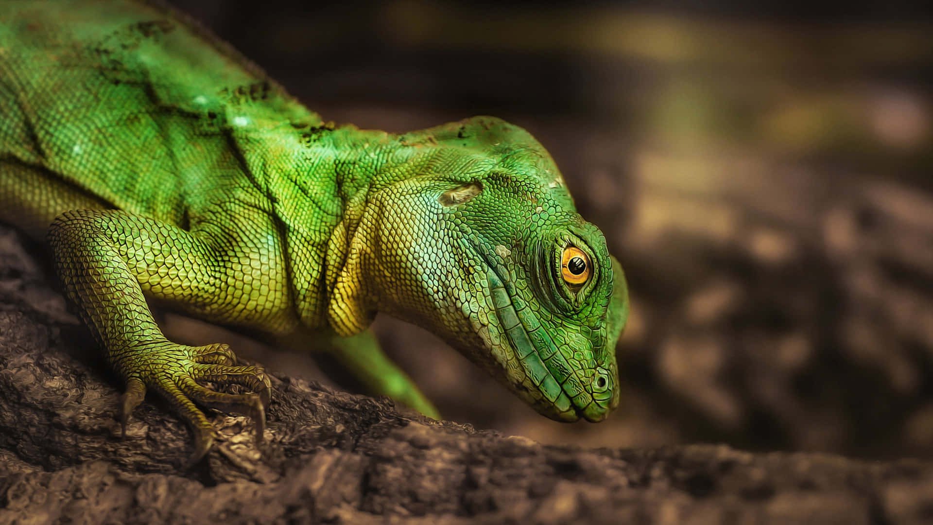 Green Iguana Close Up Wallpaper