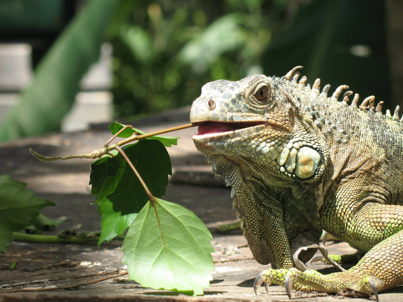 Grøn iguana spiser grønne blade Wallpaper