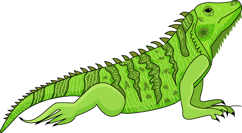Green Iguana Illustration PNG