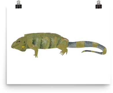 Green Iguana Illustration PNG