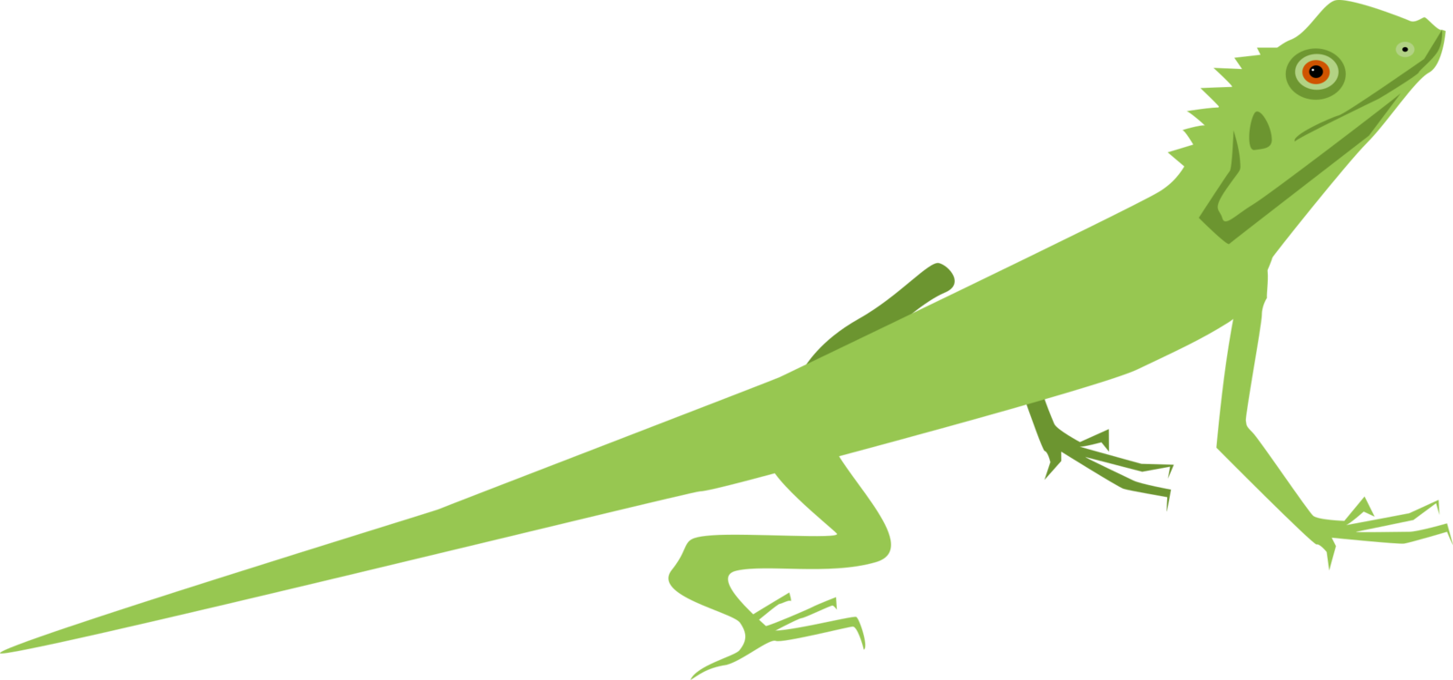 Green Iguana Illustration.png PNG