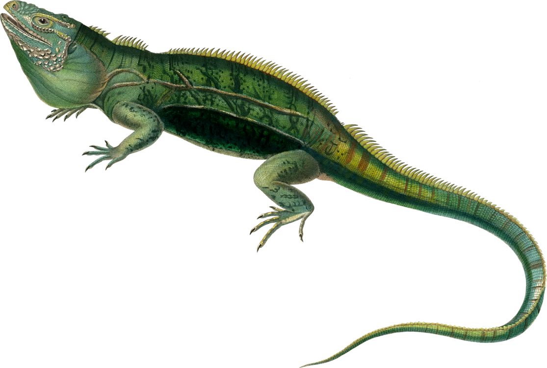 Green Iguana Illustration PNG