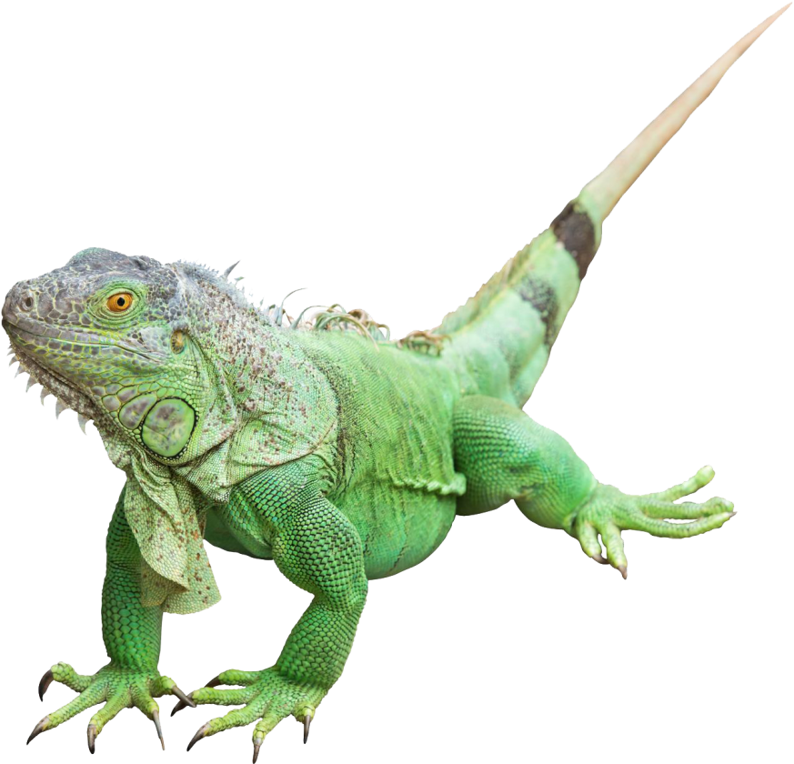 Green Iguana Isolated Portrait PNG
