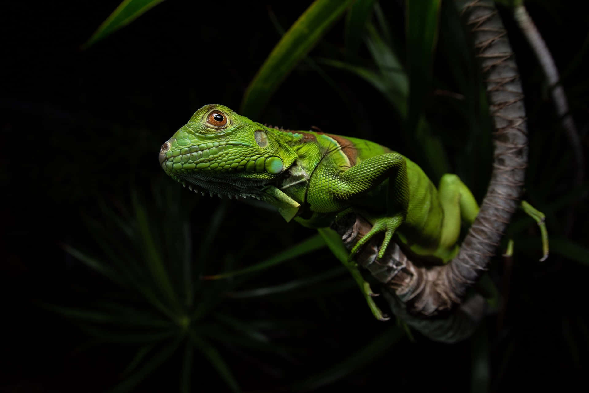 Groene Iguana Nacht Perch Achtergrond