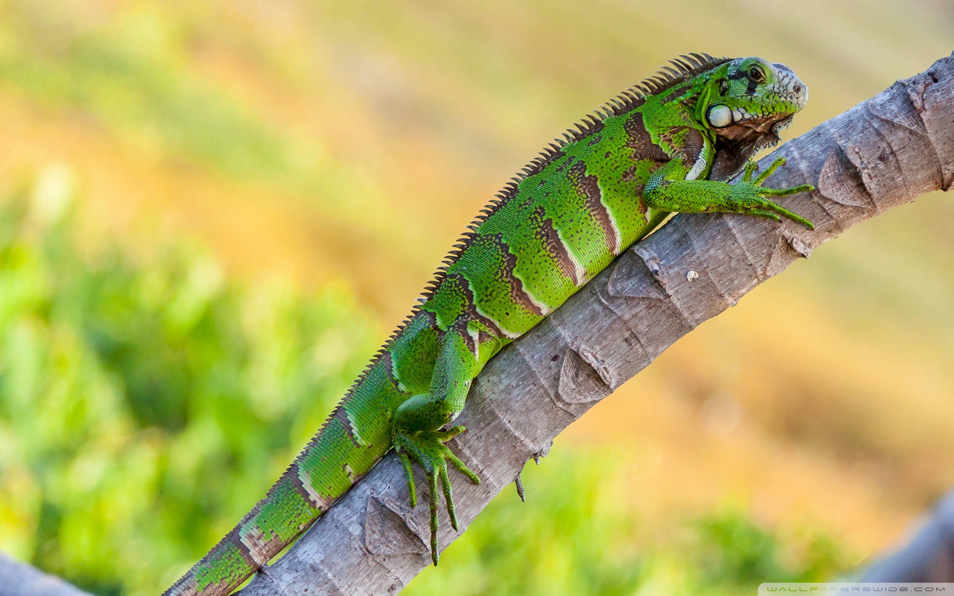 Green Iguana On Tree Limb Wallpaper