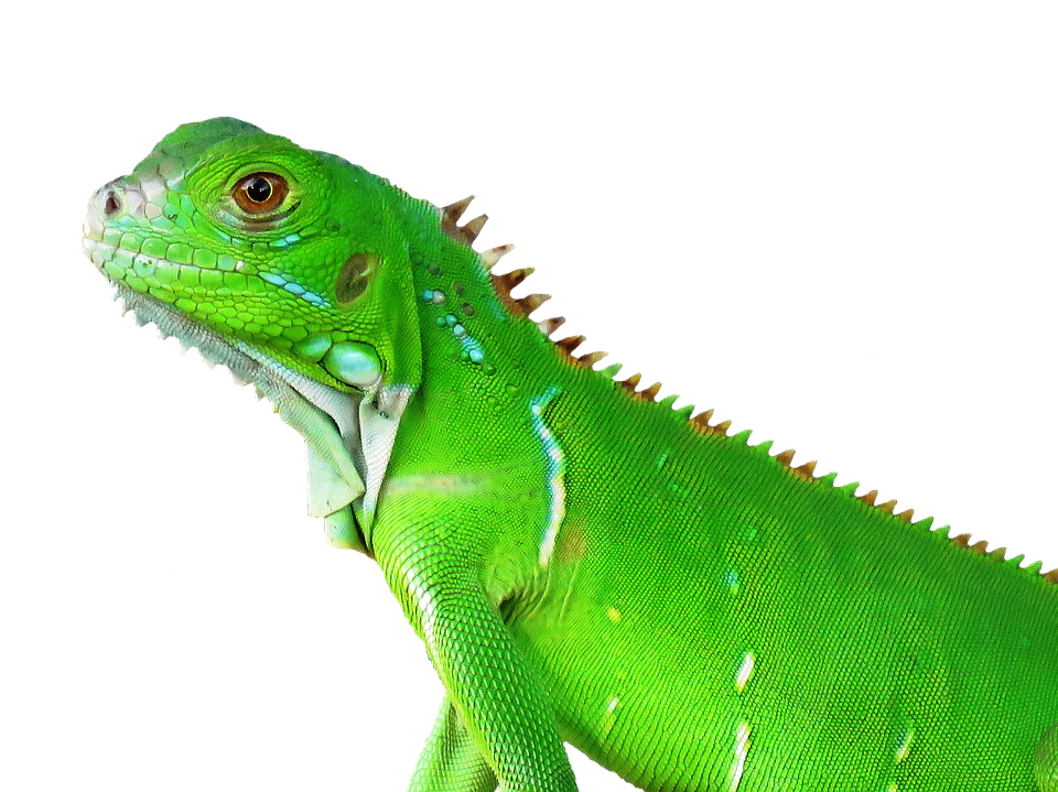 Green Iguana Portrait PNG