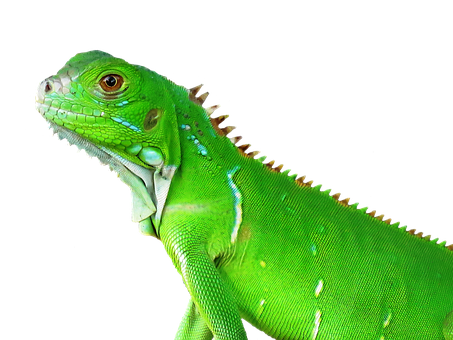 Green Iguana Portrait PNG