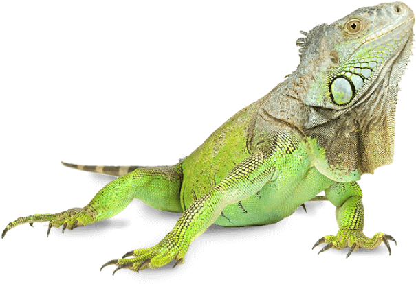 Green Iguana Profile Pose PNG