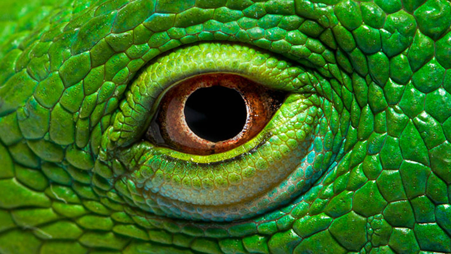 Grøn iguana-reptil øjne kigger ud af junglen Wallpaper