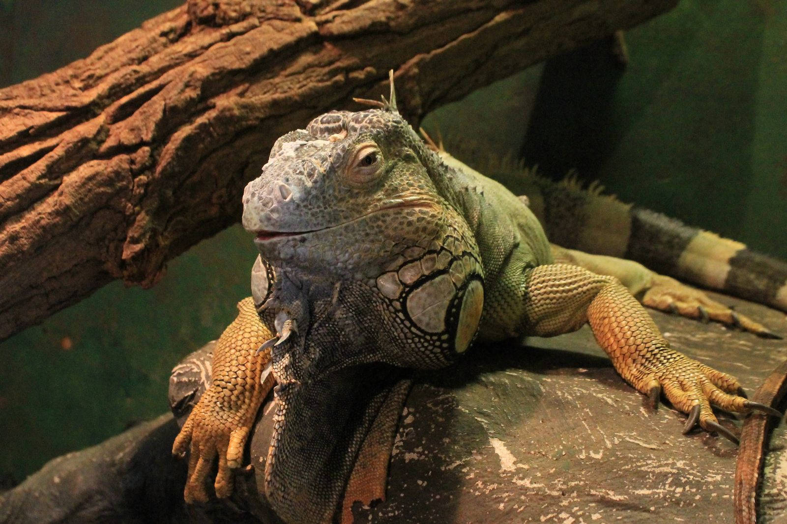 Green Iguana Reptile With Tree Trunk Wallpaper