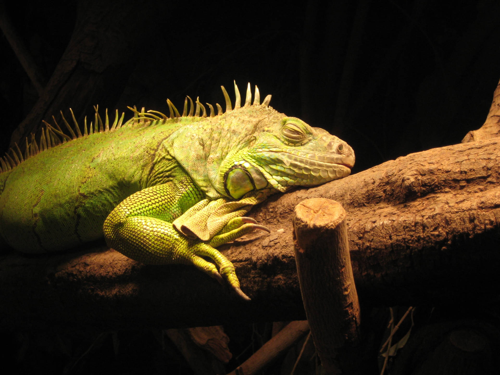 Green Iguana Sleeping On Branch Wallpaper