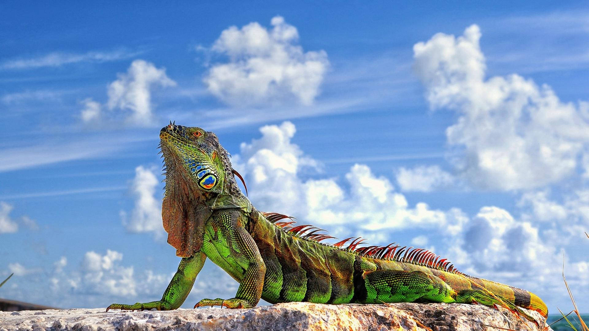 Green Iguana With Cloudy Sky Wallpaper