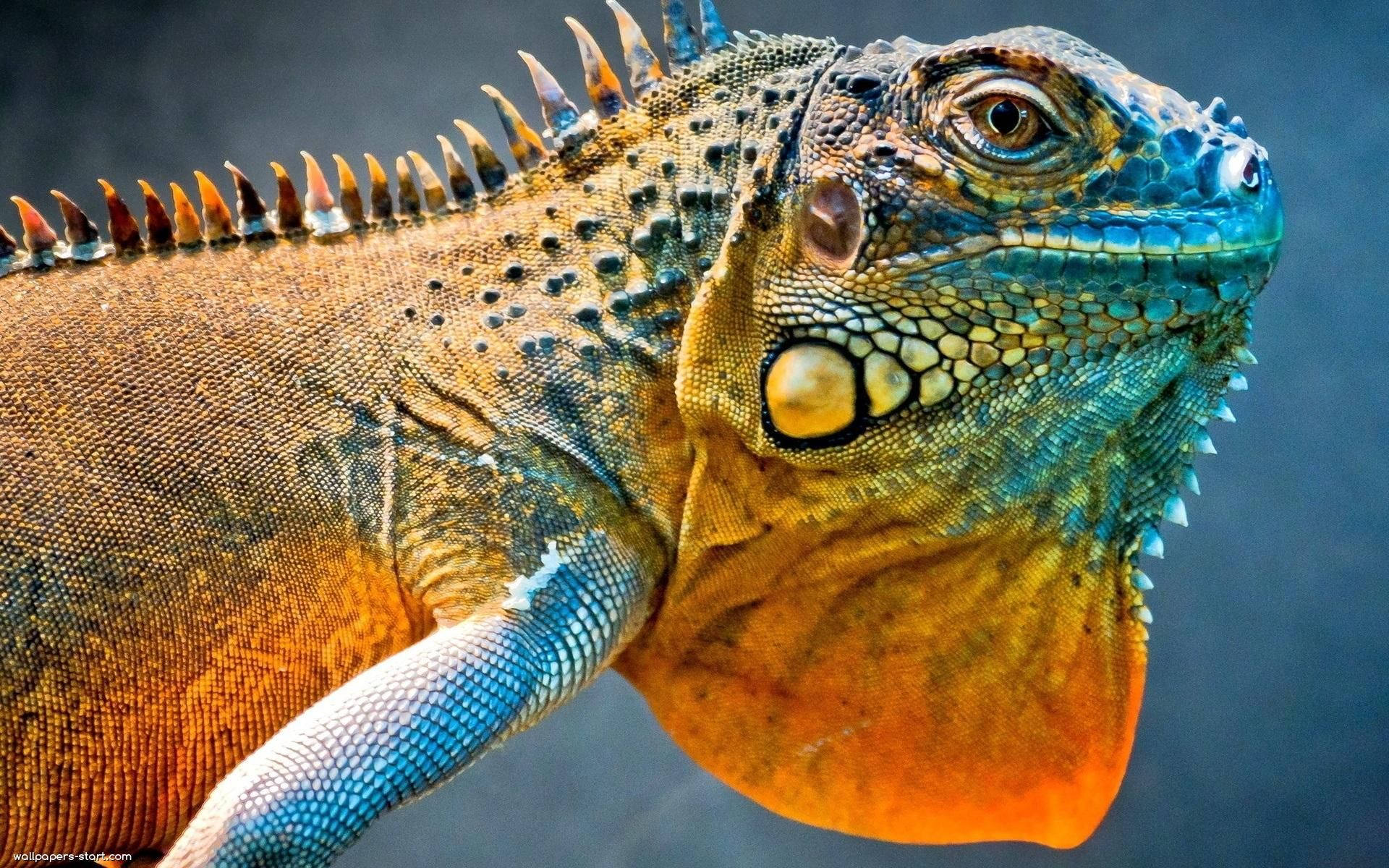 Es Fortælle Fødested Download Green Iguana With Drooping Skin Wallpaper | Wallpapers.com