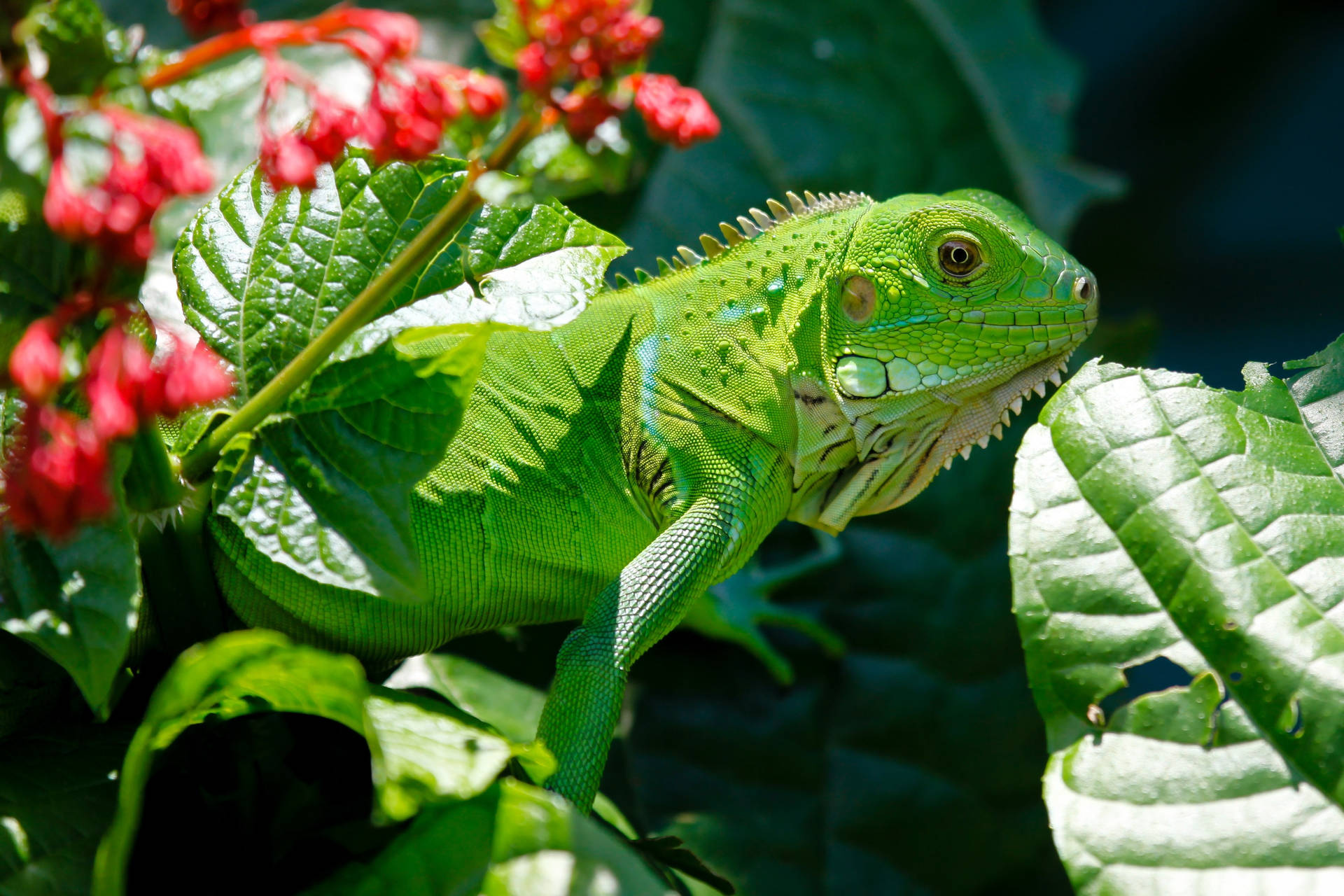 Green Iguana With Floral Plant Wallpaper