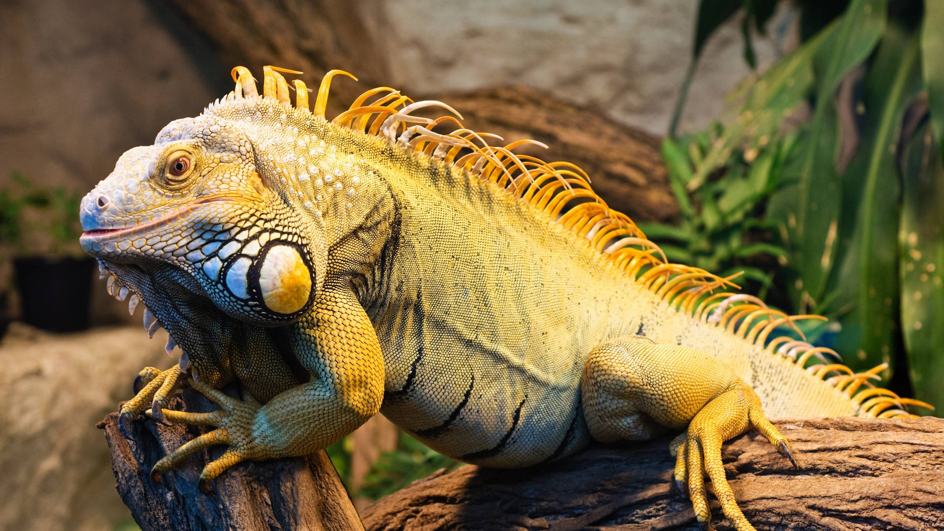 Green Iguana With Yellow Crest Wallpaper