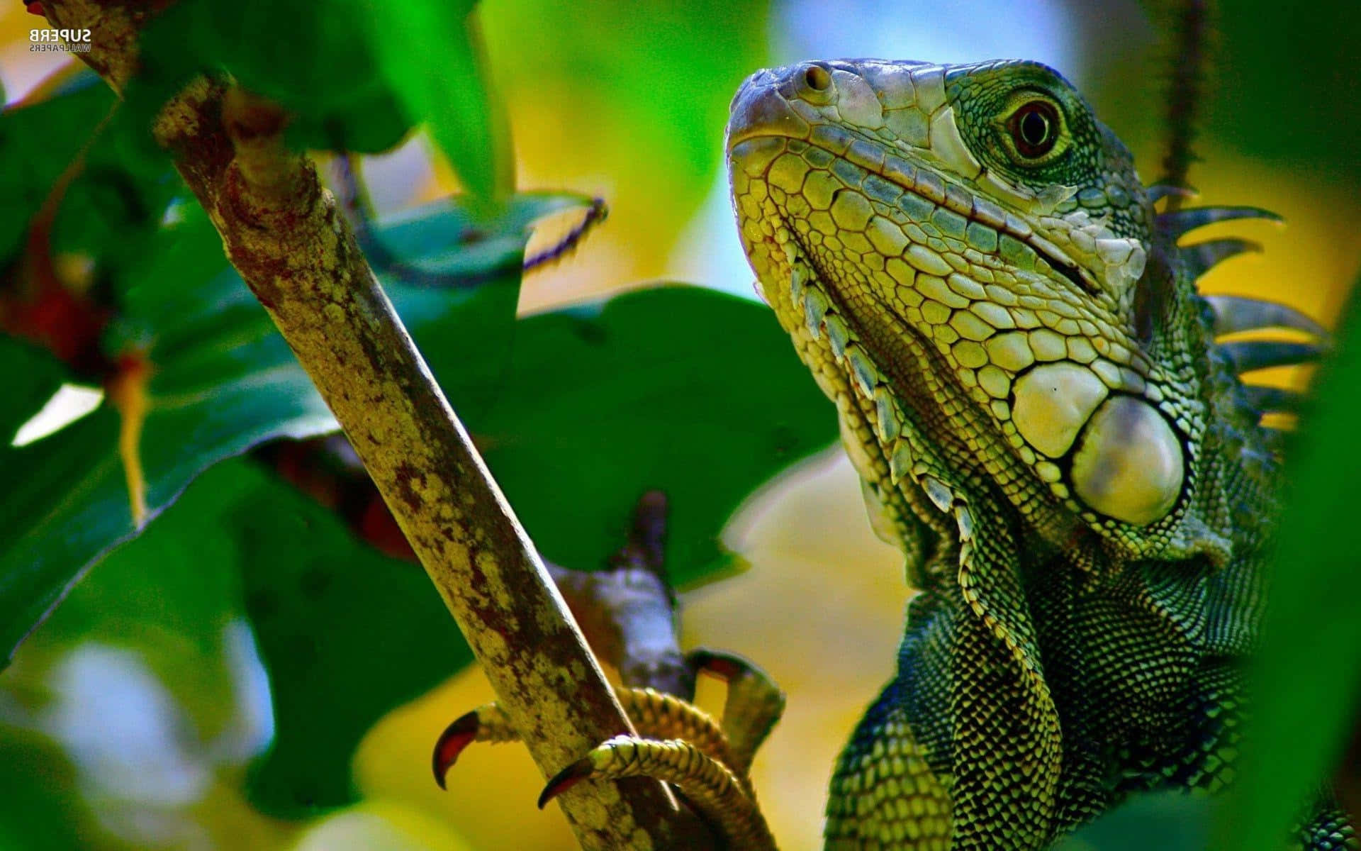 Green Iguanain Foliage.jpg Wallpaper