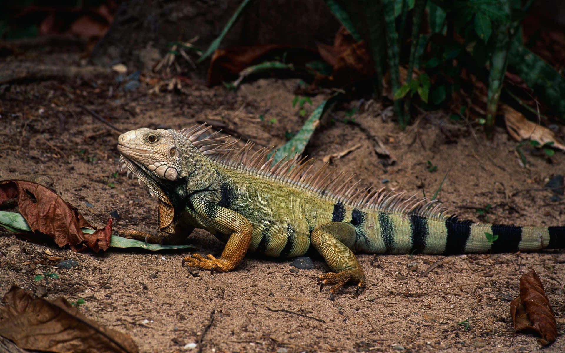 Green Iguanain Natural Habitat.jpg Wallpaper