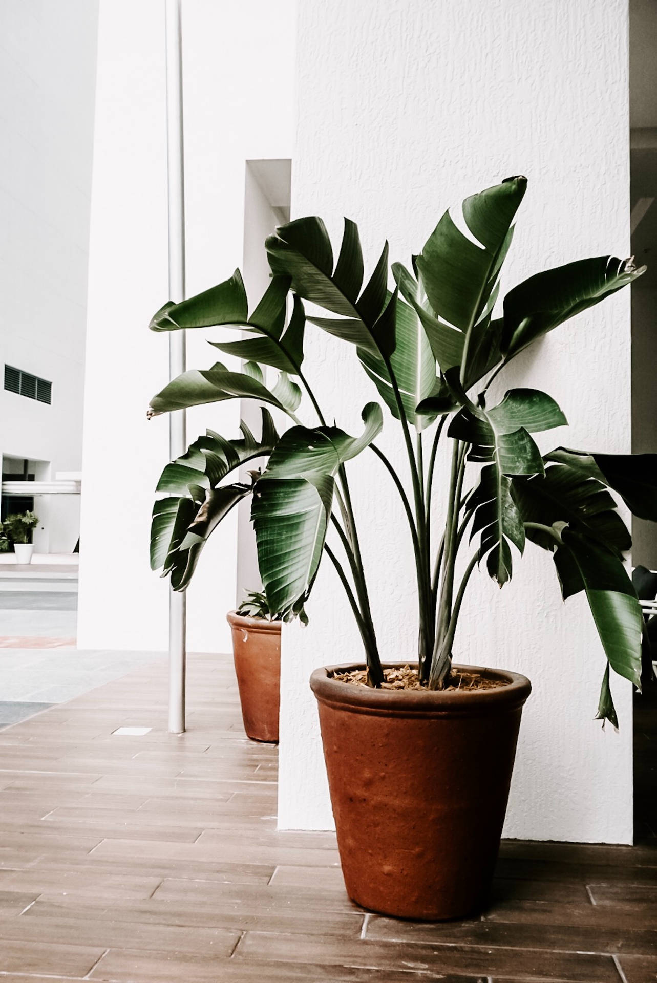 Green Indoor Plant Aesthetic Wallpaper