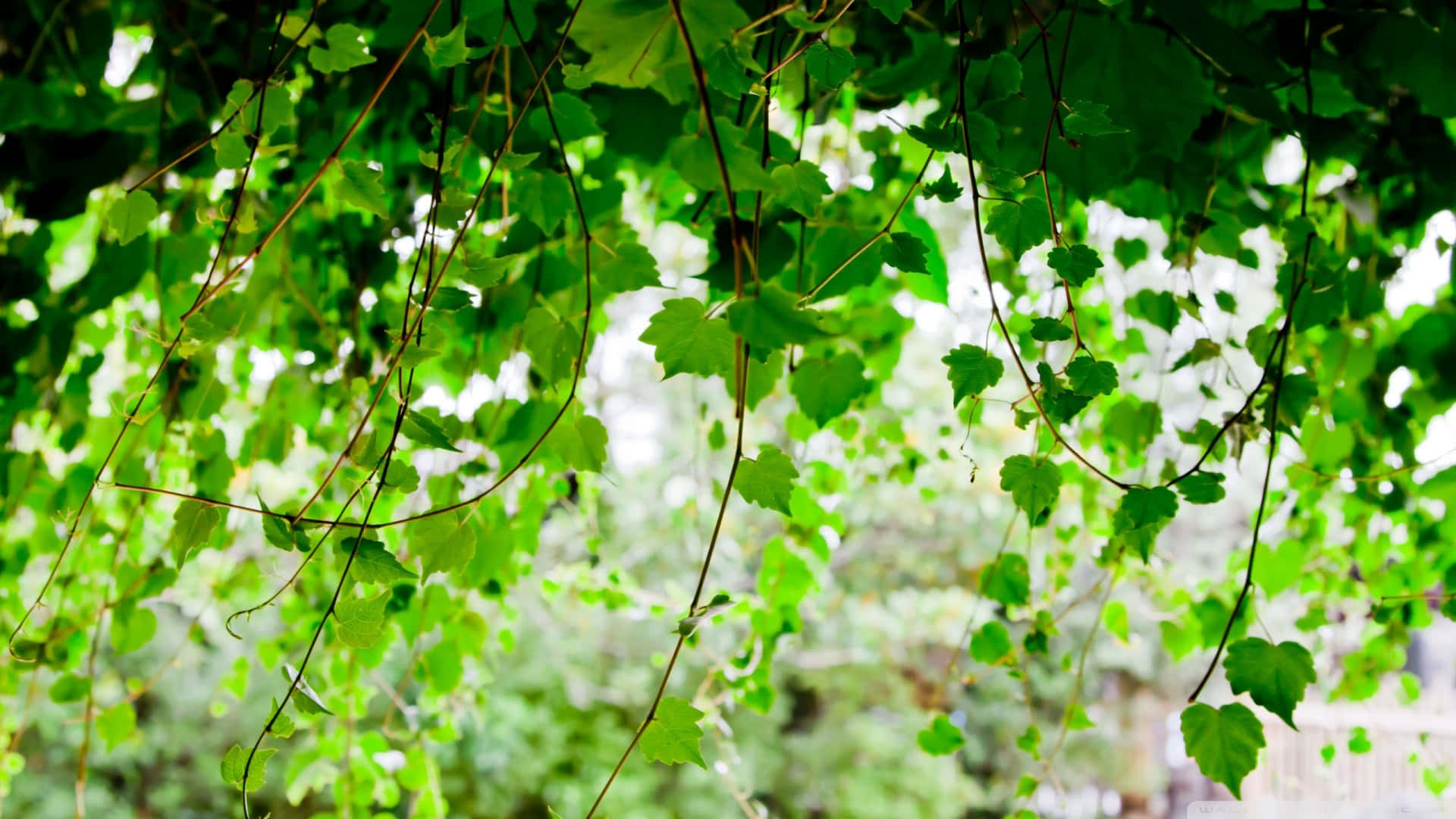 Green Ivy Canopy Sunlight Backdrop Wallpaper
