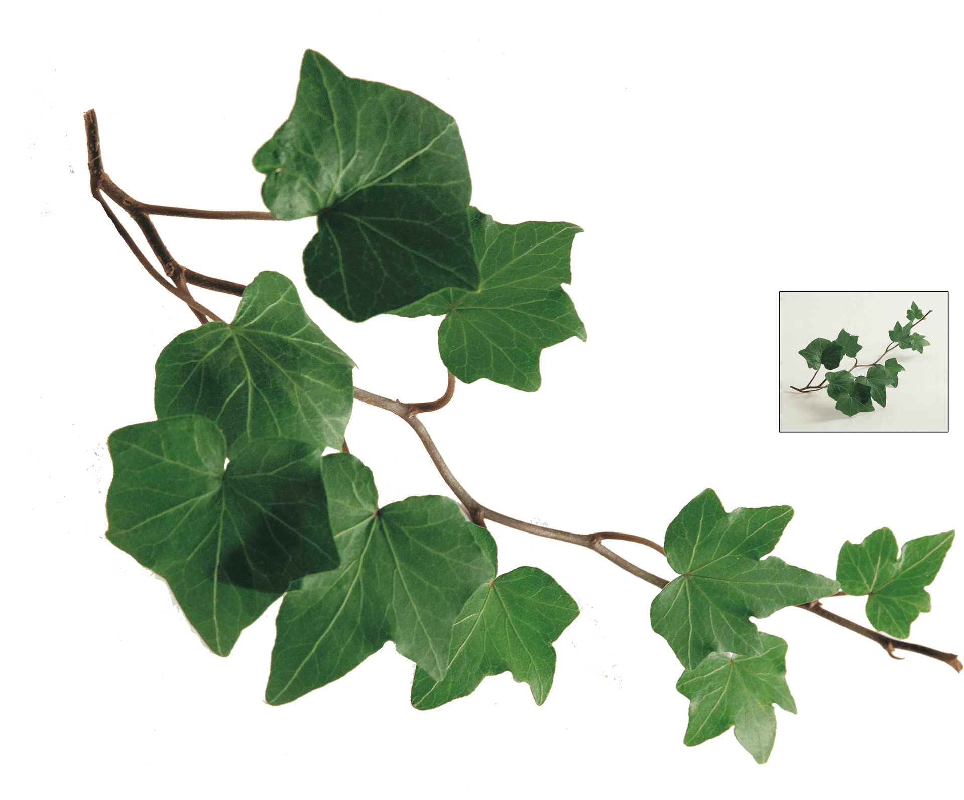 Green Ivy Leaves Transparent Background PNG