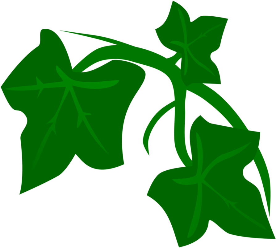 Green Ivy Vector Illustration PNG