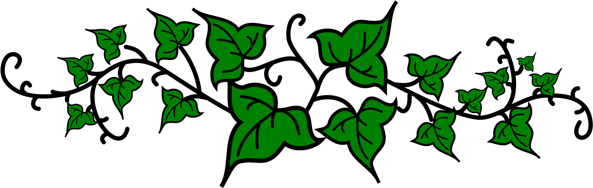 Green Ivy Vine Illustration PNG