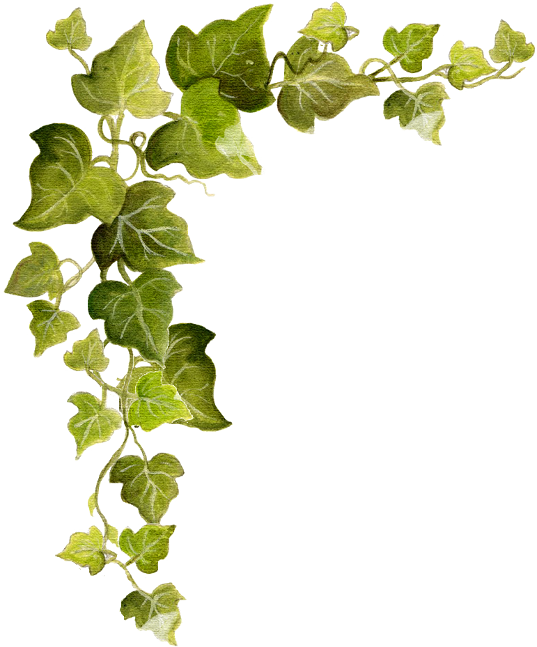 Green Ivy Vine Transparent Background PNG