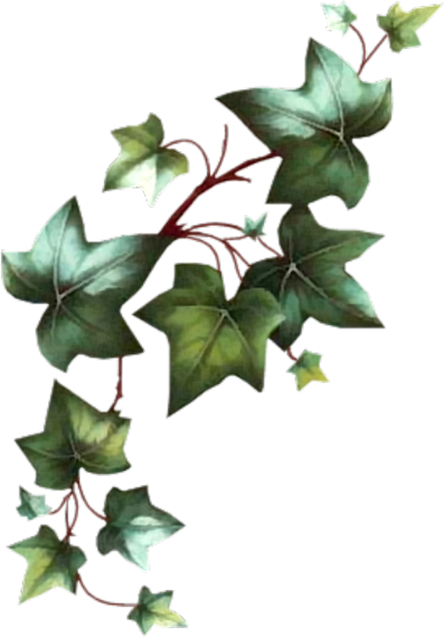 Green Ivy Vine Transparent Background PNG