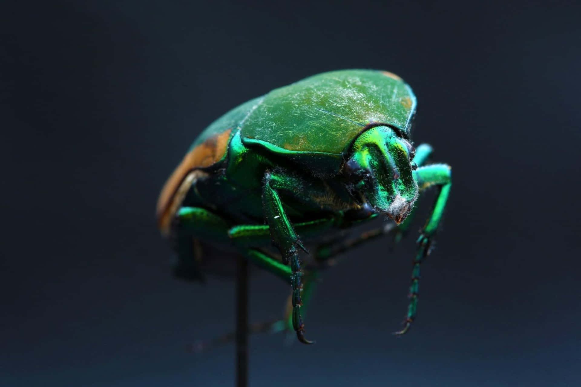 Green June Beetle Closeup Wallpaper