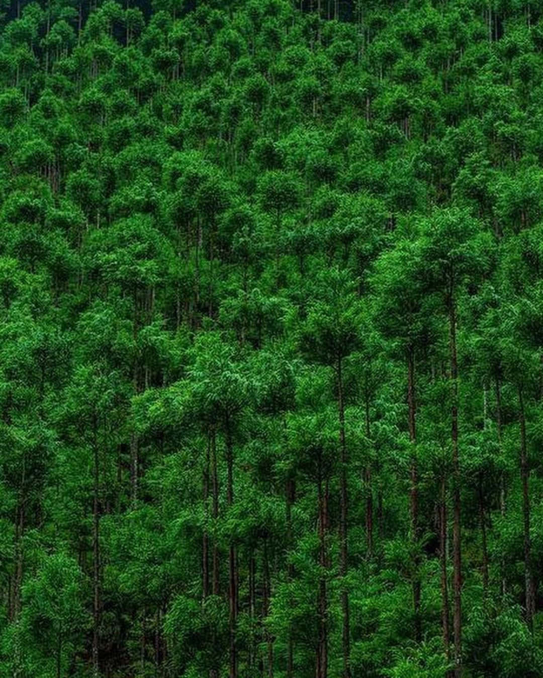 Lush Green Jungle Canopy Wallpaper