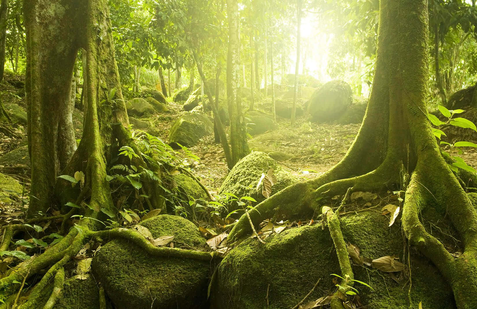 Frondosobosque Verde En La Selva Verde Fondo de pantalla