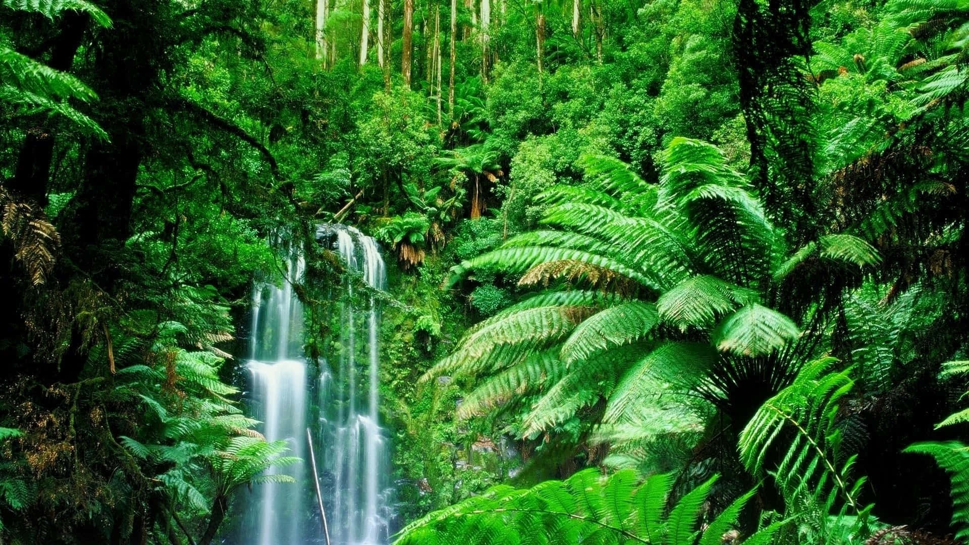 Lush Green Jungle Landscape Wallpaper