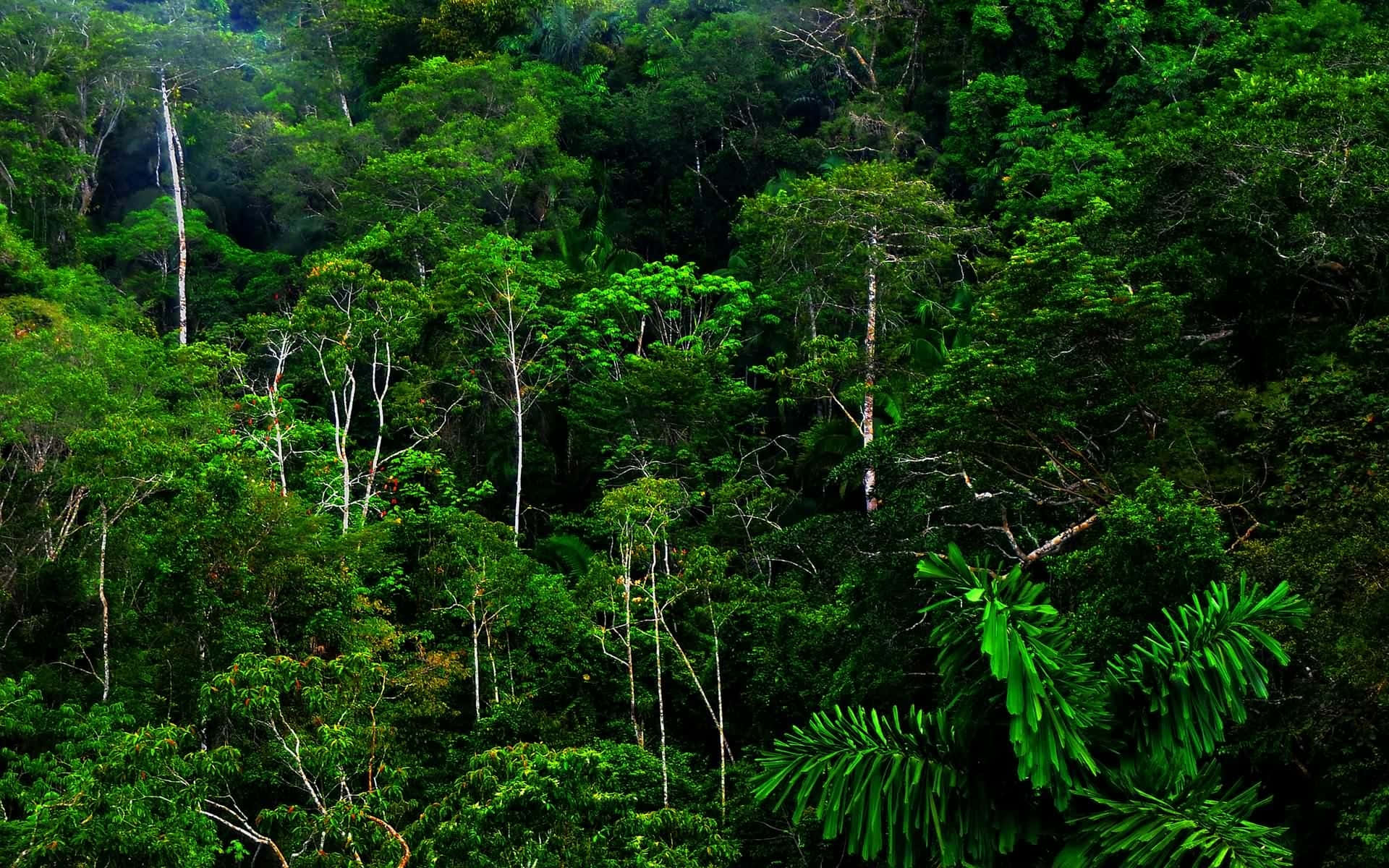 Vibrantepaisaje Verde De Selva Fondo de pantalla