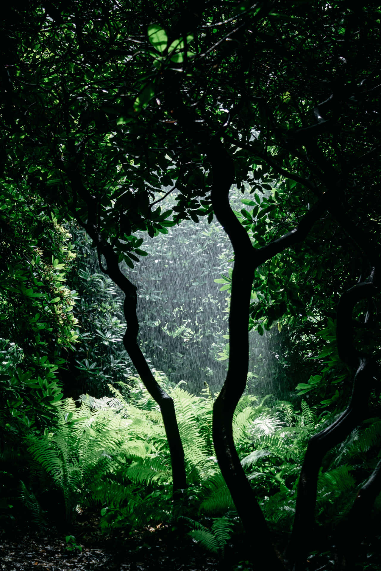 Enchanting Green Jungle Pathway Wallpaper
