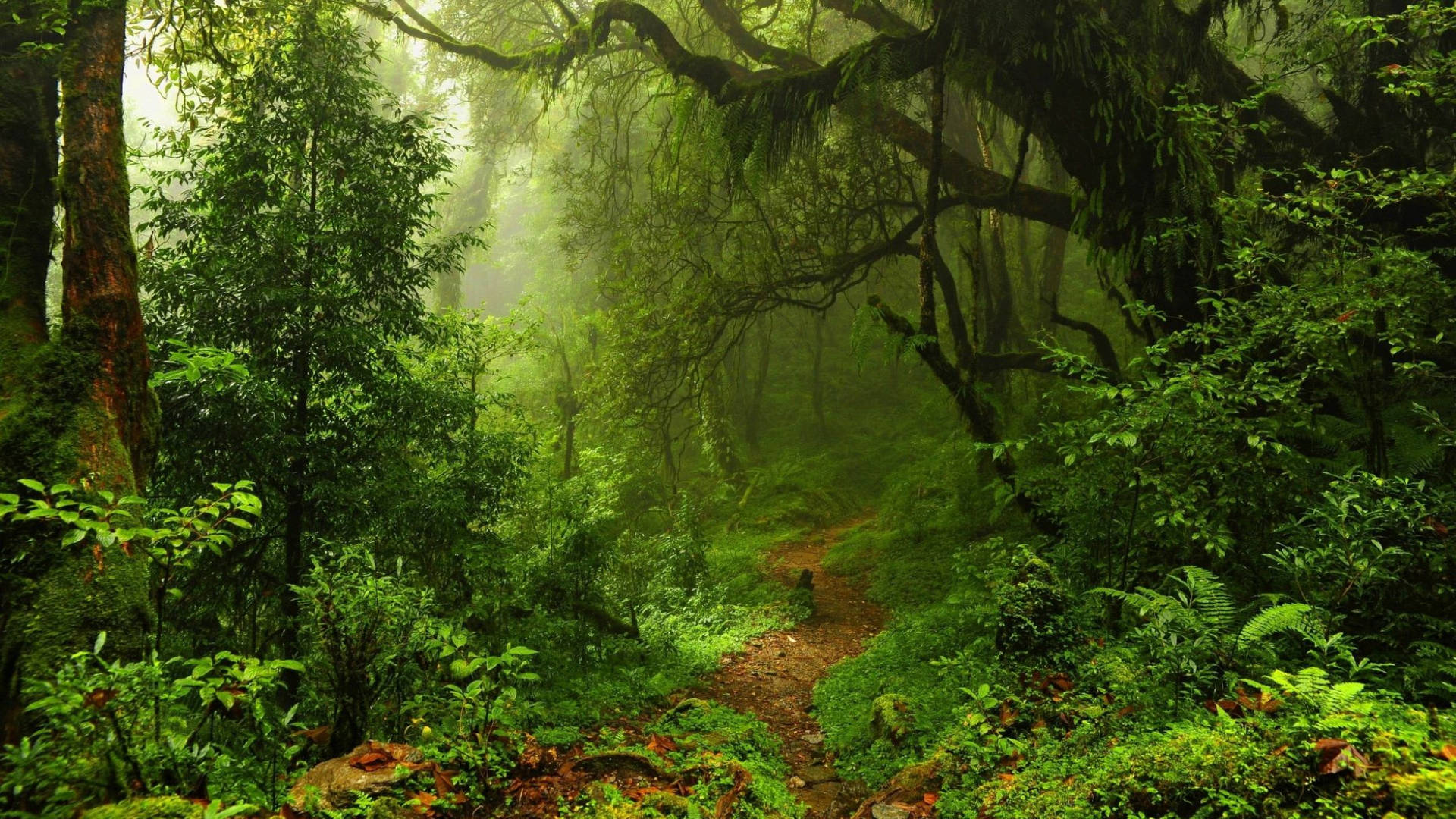 Caminhoda Selva Verde. Papel de Parede