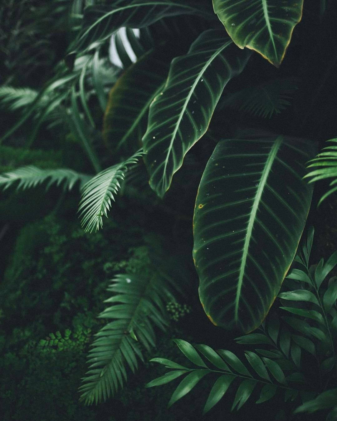 Green Jungle Plants Wallpaper