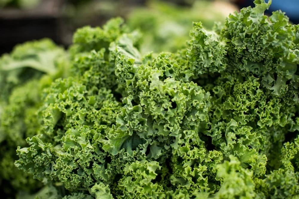 Green Kale Food Wallpaper