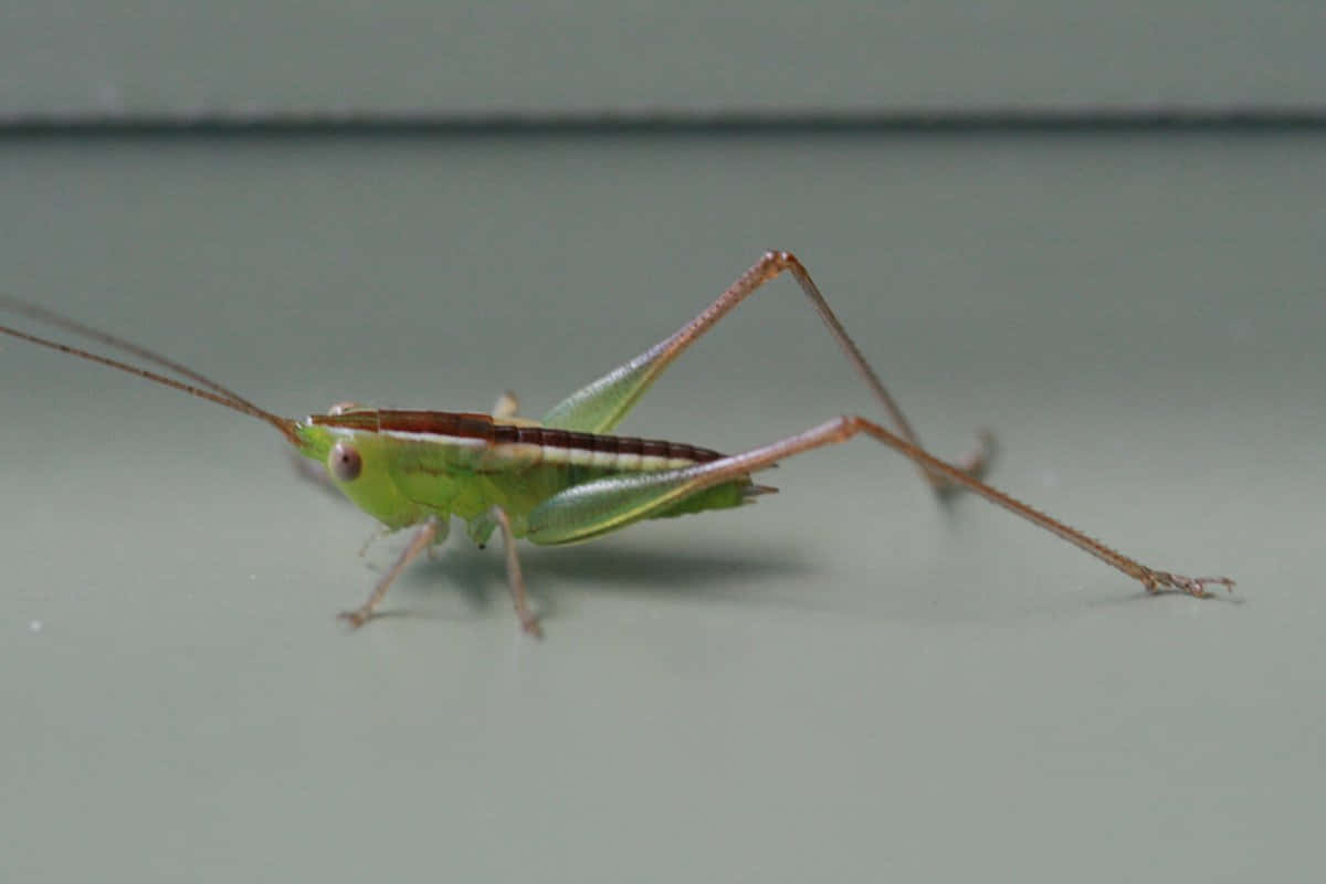 Groene Katydid Op Oppervlak Achtergrond